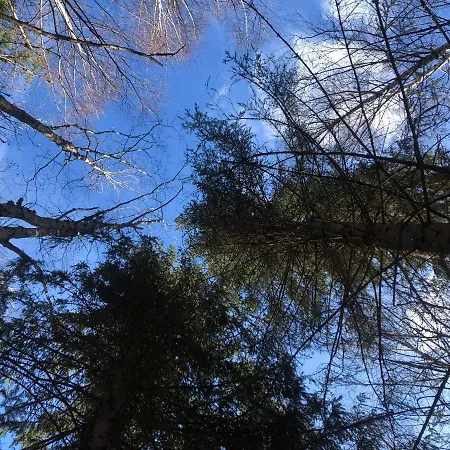 Hammock Forest - Hagabrekka Wanderland